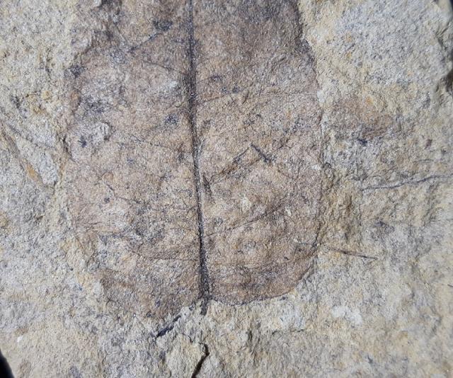 Carya serrifolia (GOEPPERT) - Bild © FossNet FossilienStore